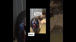 Самые страшные звуки, которые издают птицы