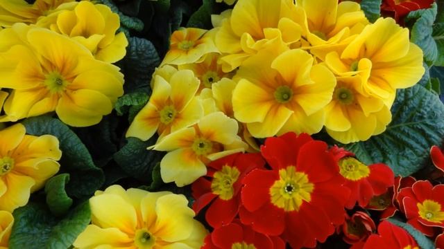 лирическая музыка и цветы смотреть онлайн