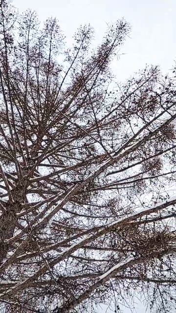 Лиственница зимой смотреть онлайн