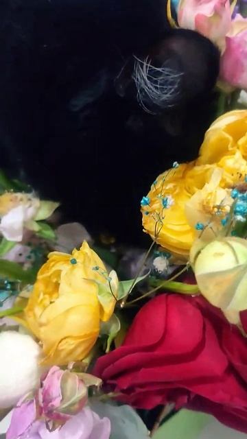 кот ест цветы смотреть онлайн