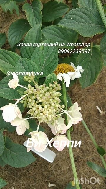 Be Happy #гортензиивсаду#цветы#цветынадаче смотреть онлайн