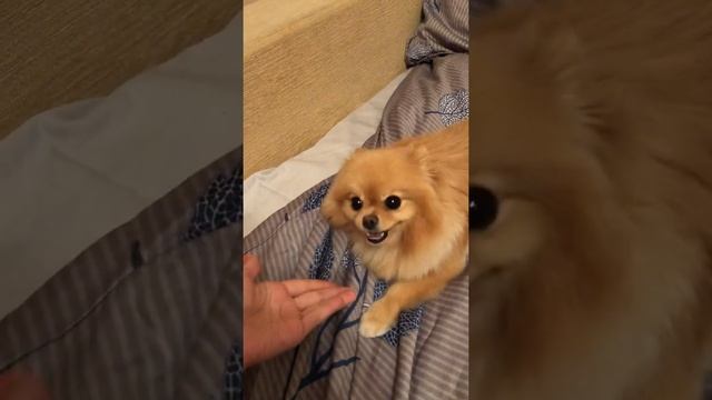 «Дай лапку...» померанский шпиц Nensy понимает команду