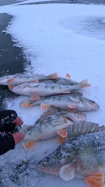 ЗНАМЕНСКИЙ ЗАЛИВ. ОБСТАНОВКА НА 28.11.2024