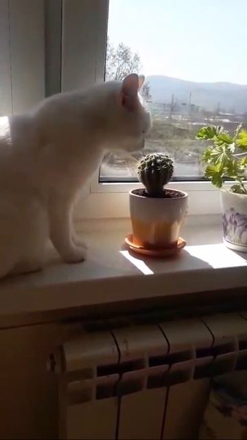 Люся и кактус смотреть онлайн