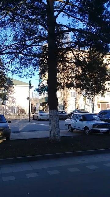 Сосны, ёлки и берёза ждут снежка и Дед-Мороза! Урюпинск смотреть онлайн