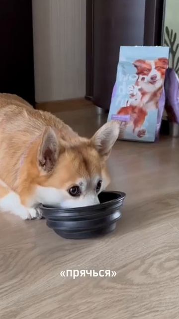 Интересные команды для собак от #wonderfur смотреть онлайн