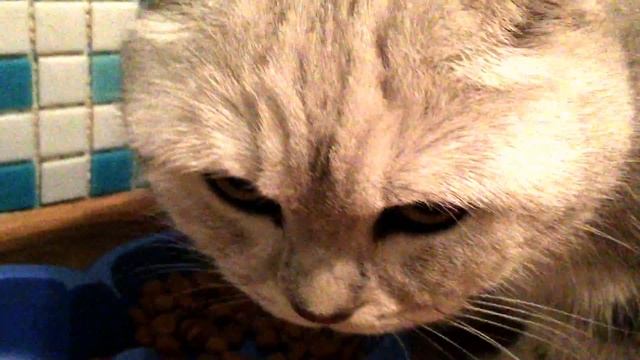 Говорящий кот ест нямнямням смотреть онлайн