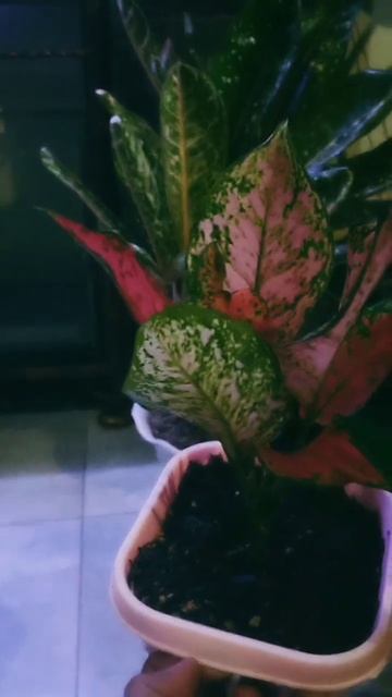 argonema lady valentine☕👌 смотреть онлайн