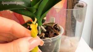 ТРИХОДЕРМА для ОРХИДЕЙ