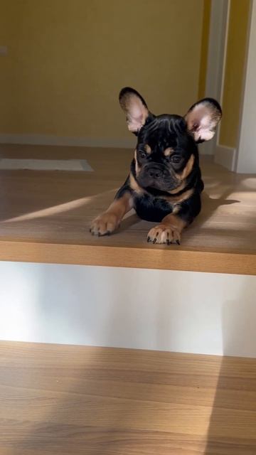 Французский бульдожек боится спускаться по лестнице. смотреть онлайн