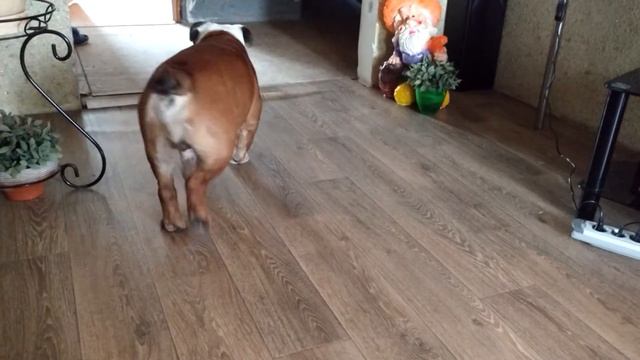 английскому бульдогу Жоре нравятся песни Семена Сле смотреть онлайн