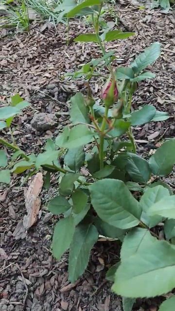 Японская роза Мияби(rose Miyabi )#розы #rose #цветы #garden смотреть онлайн