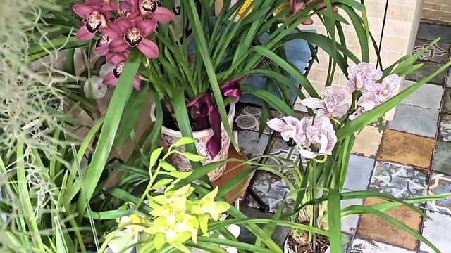 6Ц. Бутоны Цимбидиума, как сокровище.Cymbidiums Treasure Buds.