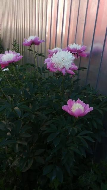 Мой необыкновенный пион. Июль 2022г смотреть онлайн