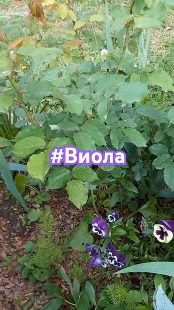 Анютины глазки! лайк,подпишись! #сад#огород#ирисы#весн смотреть онлайн