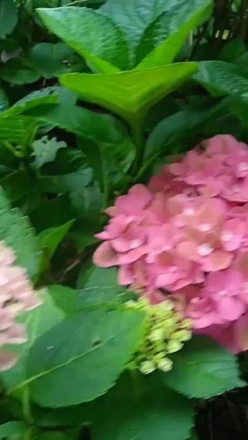 Гортензія Magical Revolution Pink смотреть онлайн