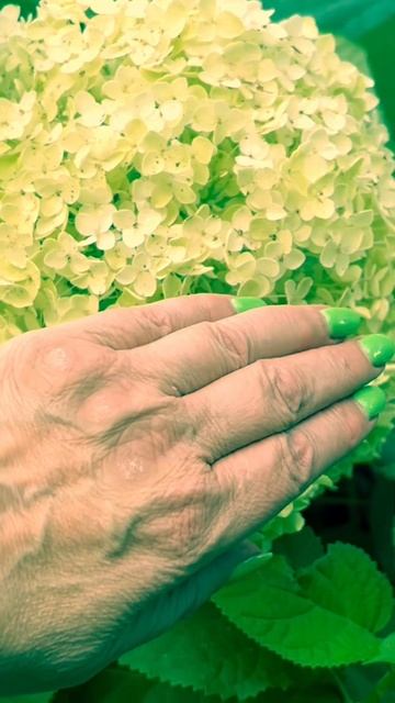 ЦВЕТОК ГОРТЕНЗИИ Помещается в 6 ЛАДОНЯХ