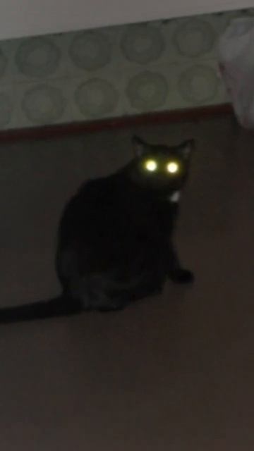 автор звука : @hahashnik #мята #смешныекоты #фурия #кошки смотреть онлайн