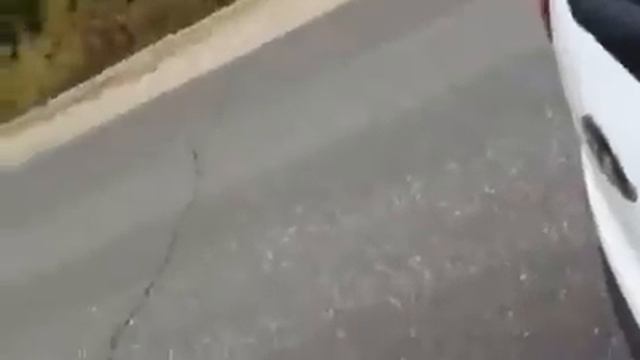 Встреча с медведем | Bear On The Road