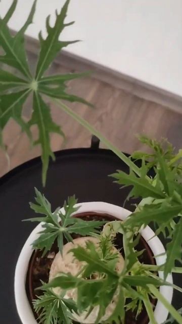 Ятрофа бердандиери (Jatropha berlandieri) - редкий суккулент с ш? смотреть онлайн