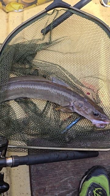 КАК ПОЙМАТЬ МОЛЬВУ? Глубина, наживка, поиск! Рыбалка в ? смотреть онлайн