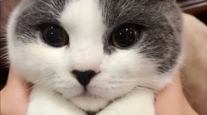 Как сделать тюленчика из носка🦭 если что-то непонятно настрочу в комментариях памятку