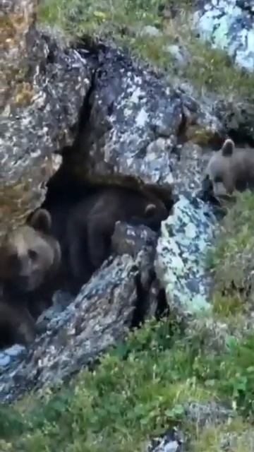 Медведи атакуют людей в Красной Поляне/Сочи смотреть онлайн