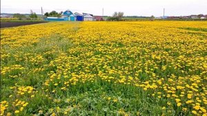 Как бороться с одуванчиками в своем огороде.