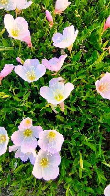 #цветы #весна в Турции смотреть онлайн