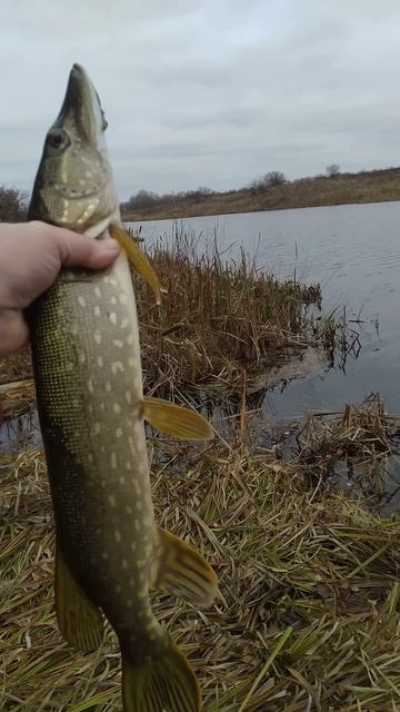 РЫБАЛКА на СПИННИНГ 🐟🎣 природа 🌲🌀🏡 отдых 🌲🍄🏞? смотреть онлайн