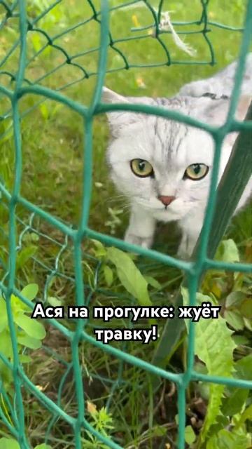 Зачем кошки едят траву?! #кошки #ася #cat #cutecat #shortsvideo смотреть онлайн
