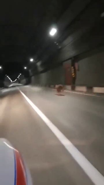 Медведь бежит по тоннелю в сторону Красной Поляны в Со смотреть онлайн