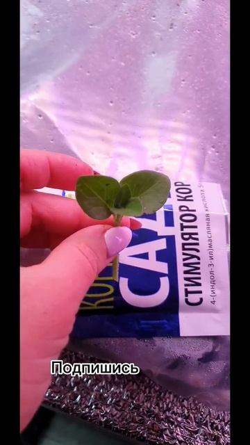 100% укоренение петунии.#петунии Мой телеграмм канал http смотреть онлайн