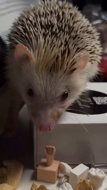 Продаю ежей 🦔 Заражены на позитив и денежный поток в ? смотреть онлайн