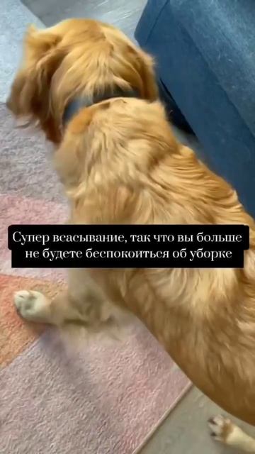 Neatsvor X600Pro — новый друг щенка #Neatsvor #роботпылесос #питом смотреть онлайн