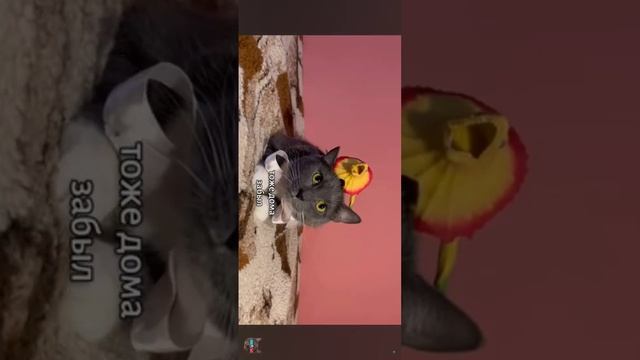 реакция на видео если бы котики ходили в школу @kotiynet 🐱 смотреть онлайн