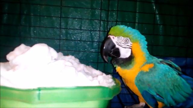 #ПОПУГАИ В ШОКЕ СНЕГА ЗИМОЙ НЕ ВЫПРОСИШЬ смотреть онлайн