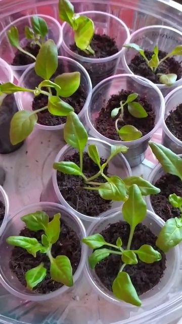 Петунии два месяца. Видео для садоводов. смотреть онлайн