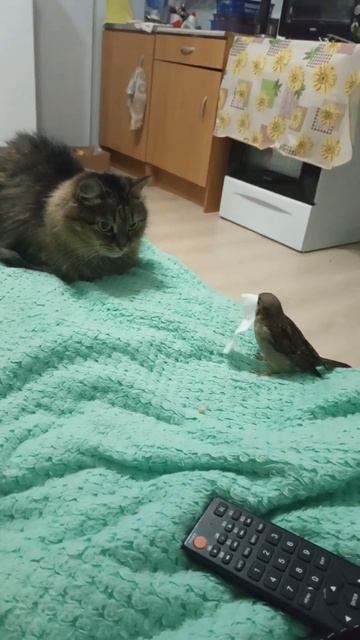 ВОРОБЕЙ ЧИВКА ВЫБИРАЕТ СТРОИТЕЛЬНЫЙ МАТЕРИАЛ ДЛЯ ГНЕ? смотреть онлайн