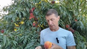 Холодное Сердце -  самый морозостойкий персик!