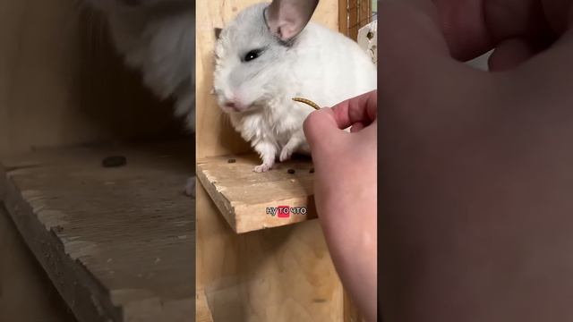 Едят ли шиншиллы насекомых? смотреть онлайн