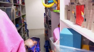 Дрессировка собак: Альф грызет вещи, играет в прятки и другое! Смешное видео для детей с корги