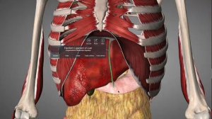 Дыхательная диафрагма.Анатомия.Функции.Как укрепить,