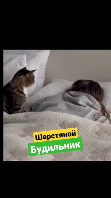 Кошачий будильник сработал рано утром, а на работу сов смотреть онлайн