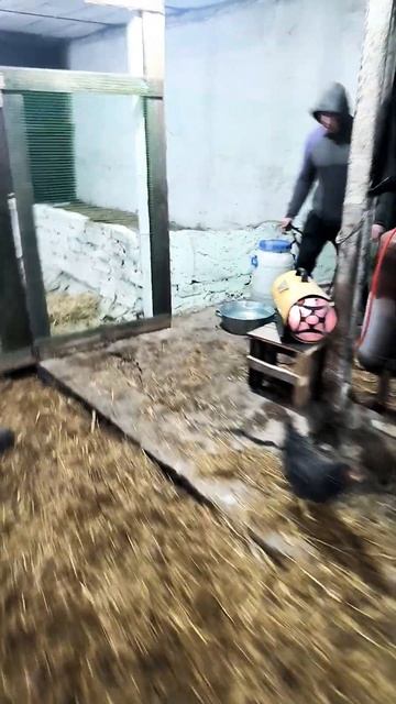 курятник на 1000 кур ,но пока 310))) смотреть онлайн