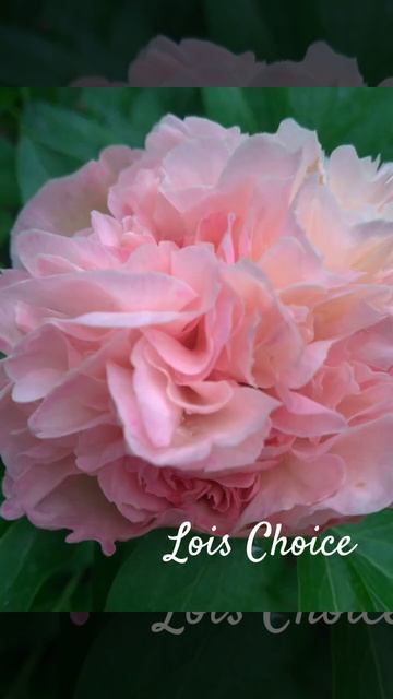 Пион Lois Choice смотреть онлайн