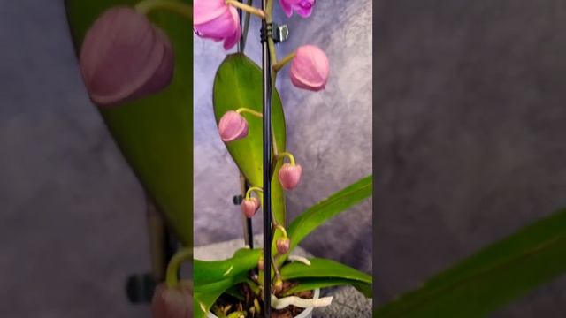 Орхидея Велнес/Wellness бабочка 🦋 смотреть онлайн