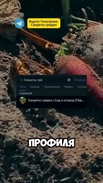 Свекла и морковь храниться до будущего урожая, благод? смотреть онлайн