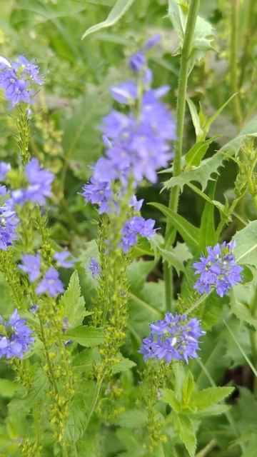 Veronica broadleaf ☀️ Вероника широколистная смотреть онлайн