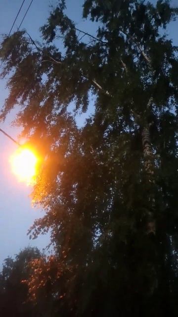 Ах берёза белая склонилась надо мной, белобелоснежная смотреть онлайн